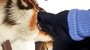 Wolf gives tiger an early christmas present - wildlife